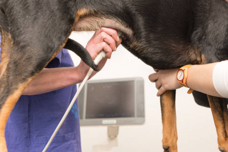 Endocrinologia para Cães de Médio Porte Santa Ernestina - Endocrinologia para Animais