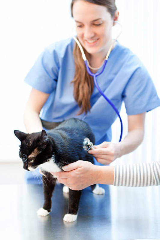 Endocrinologia para Gatos Poços de Caldas - Endocrinologia para Cachorro de Pequeno Porte