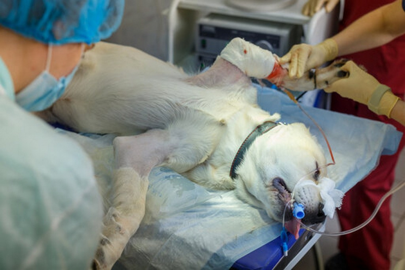 Endoscopia Cachorro Agendar Guará - Endoscopia Canina