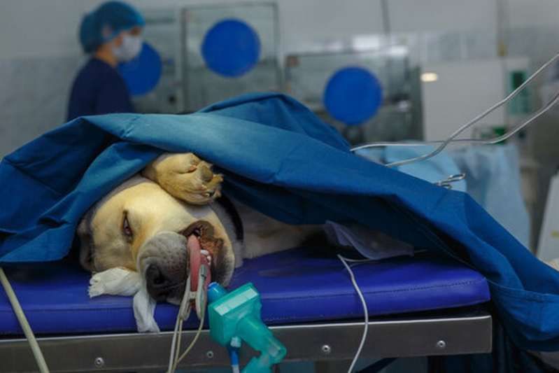 Endoscopia Cachorro Jardim Recreio - Endoscopia para Cães