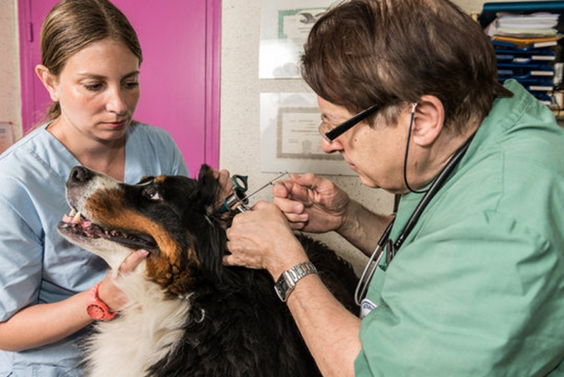 Endoscopia Canina Sertãozinho - Endoscopia para Cães
