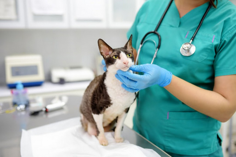 Endoscopia Felina Agendar Santa Rosa do Viterbo - Endoscopia para Animais de Estimação