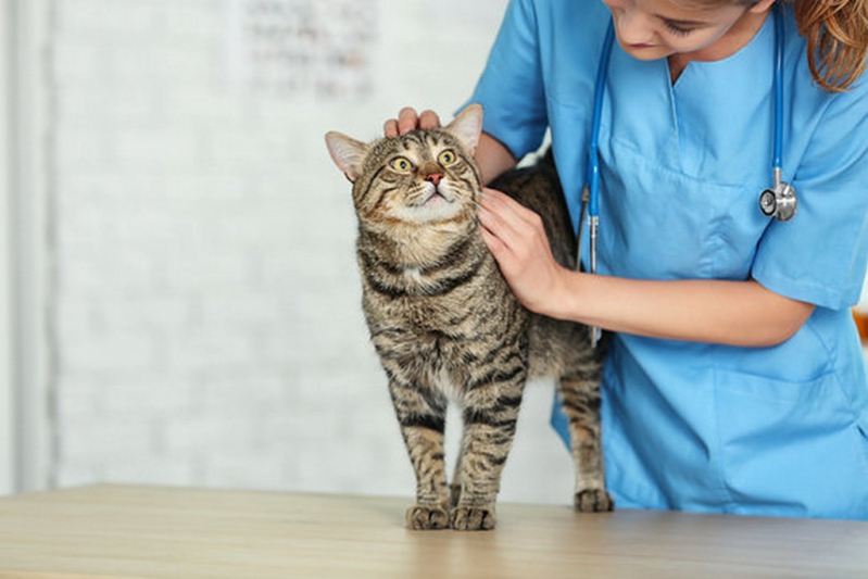 Endoscopia para Animais Agendar Dumont - Endoscopia Felina