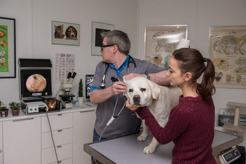 Endoscopia para Cachorros Agendar Nuporanga - Endoscopia Felina