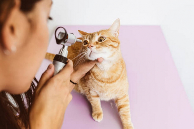 Endoscopia para Pets Agendar Vista Alegre do Alto - Endoscopia Digestiva Veterinária