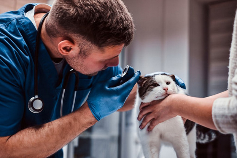 Endoscopia Pets Agendar Bebedouro - Endoscopia para Animais de Estimação