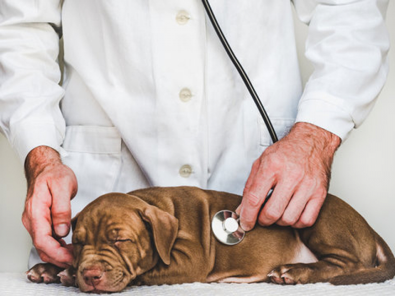Gastroenterologia de Pequenos Animais Motuca - Gastroenterologia para Cachorros