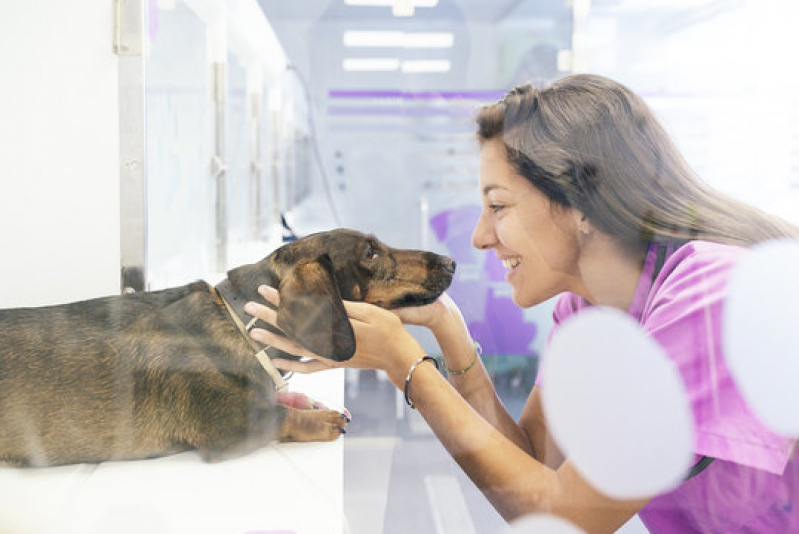 Gastroenterologia para Animais de Estimação Clínica City Ribeirão - Gastroenterologia para Cachorro