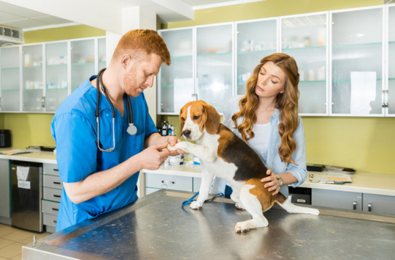 Gastroenterologia para Animais de Estimação Santa Ernestina - Gastroenterologia Canina