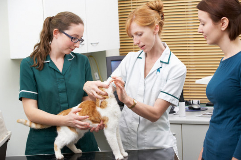 Gastroenterologia para Animais São Simão - Gastroenterologia para Pet