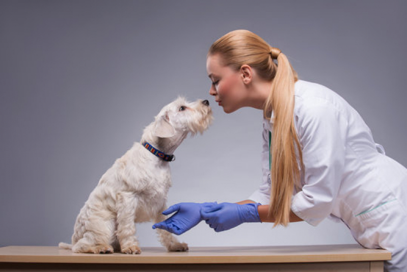 Gastroenterologia para Cachorros Clínica Pontal - Gastroenterologia para Animais de Estimação