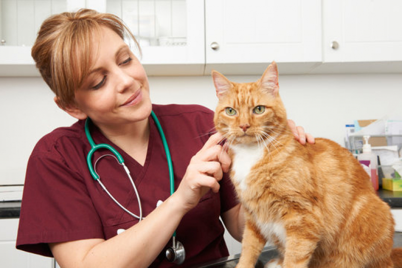 Gastroenterologia para Felinos Clínica Mococa - Gastroenterologia para Gatos