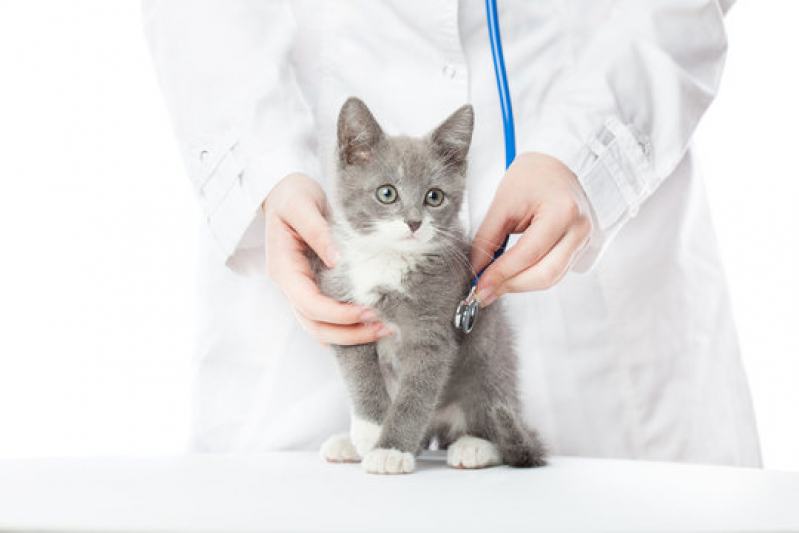 Gastroenterologia para Felinos Restinga - Gastroenterologia para Animais