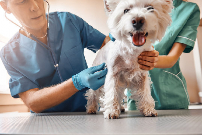 Gastroenterologia para Pet Agendar Serrana - Gastroenterologia para Cachorro