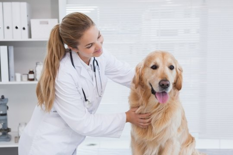 Gastroenterologia Pet Vila Carvalho - Gastroenterologia Canina