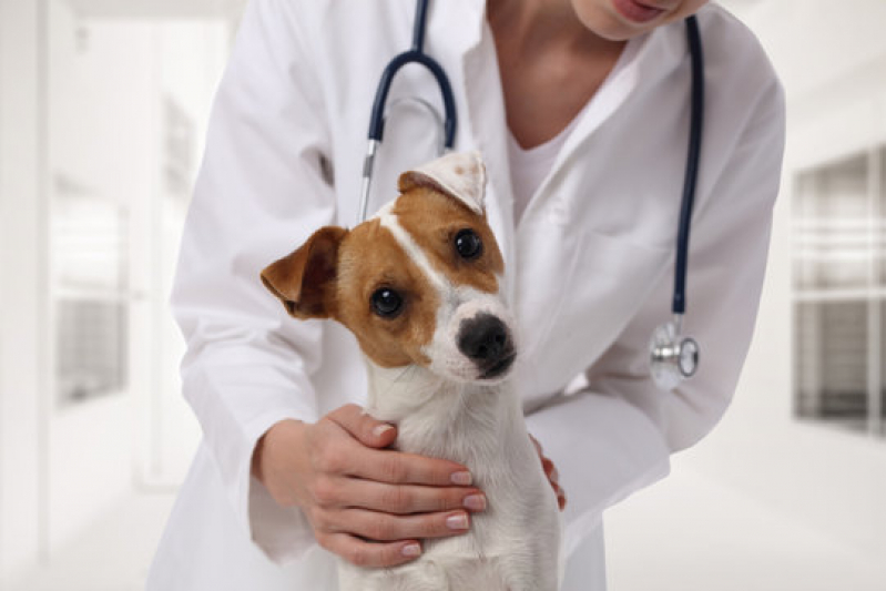 Internação para Animais de Estimação Dobrada - Internação Veterinária 24 Horas