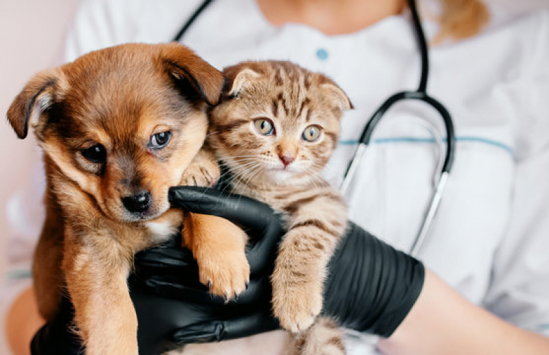 Internação para Animais Silvestres Clínica Orlândia - Internação para Cães e Gatos