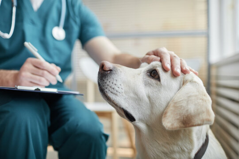 Internação para Cachorro Clínica Nuporanga - Internação Veterinária 24 Horas