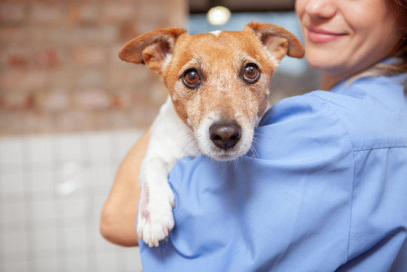 Internação para Cachorro Marcar Catanduva - Internação Veterinária 24 Horas