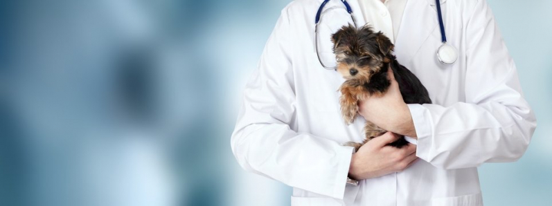 Internação para Cachorro Alto do Ipiranga - Internação Veterinária 24 Horas