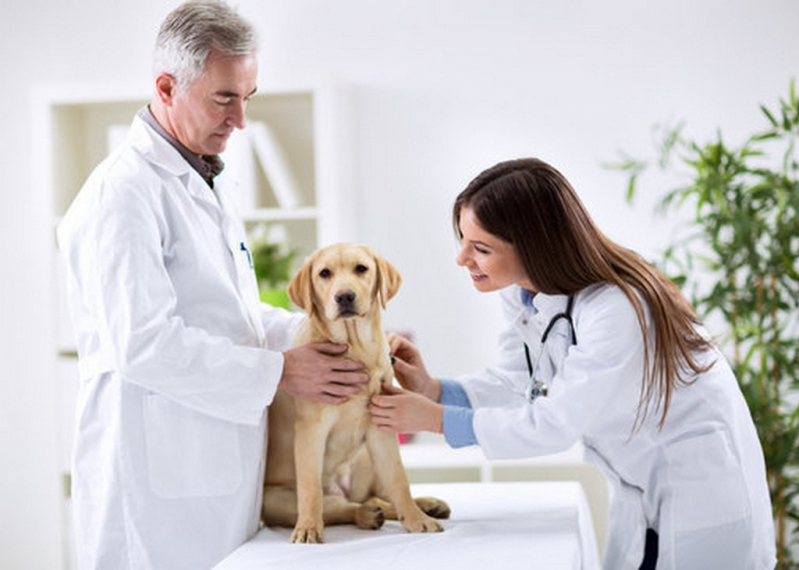 Laboratório de Análise Clínica para Cachorros Contato Guariba - Laboratório de Análise Clínica para Pets