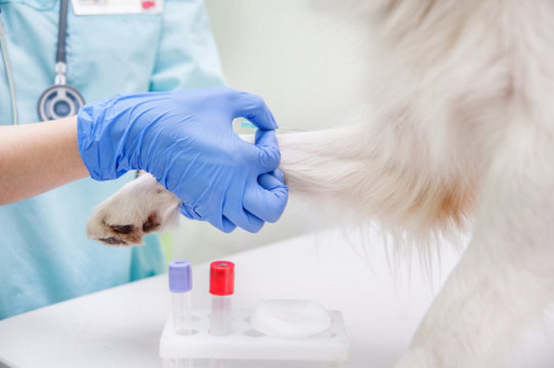 Laboratório de Análise Clínica para Pets Contato Jardim Mosteiro - Laboratório de Análise Clínica para Cães