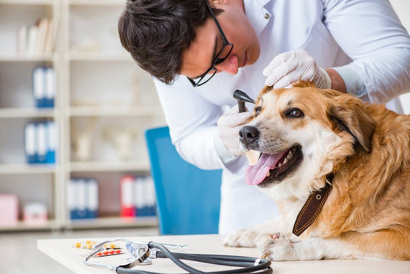 Laboratório de Análise Clínica para Pets Alto da Boa Vista - Laboratório de Análise Clínica para Cães