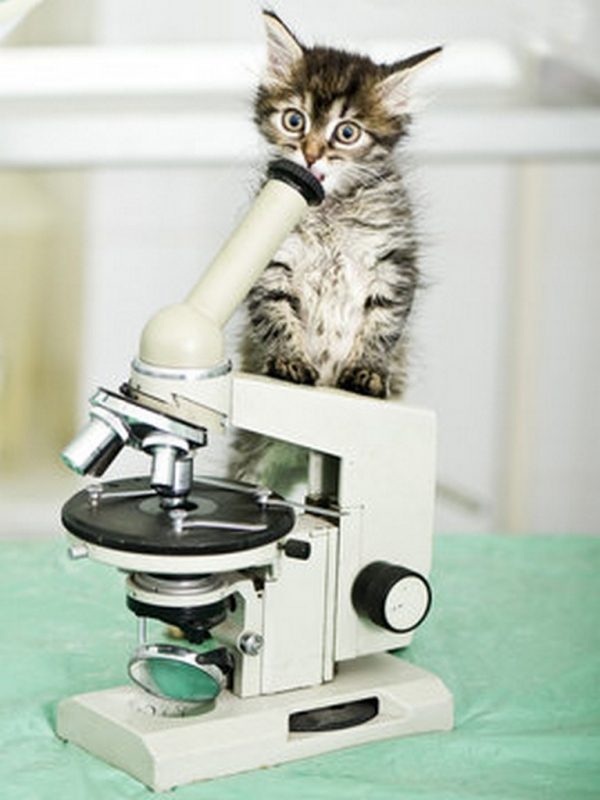 Laboratório de Análise Clínica Veterinária Vila Augusta - Laboratório de Análise Clínica para Gatos