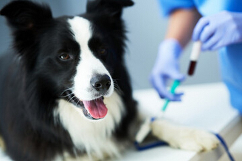 Laboratório de Análises Clínicas para Animais Contato Matão - Laboratório de Análise Clínica para Felinos