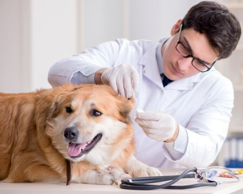 Laboratório de Patologia Animais Domésticos Endereço Altinópolis - Laboratório de Patologia para Cães