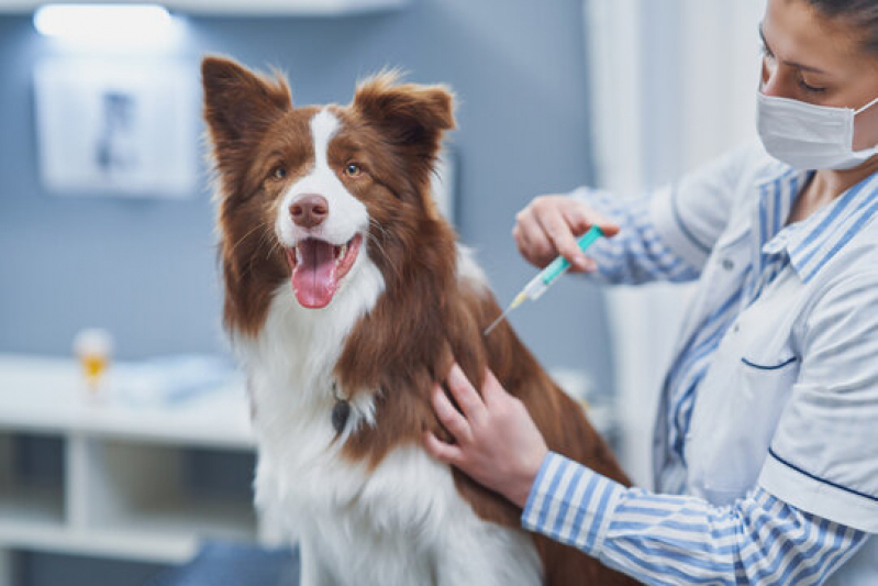 Laboratório de Patologia para Cachorros Passos - Laboratório de Patologia para Cães