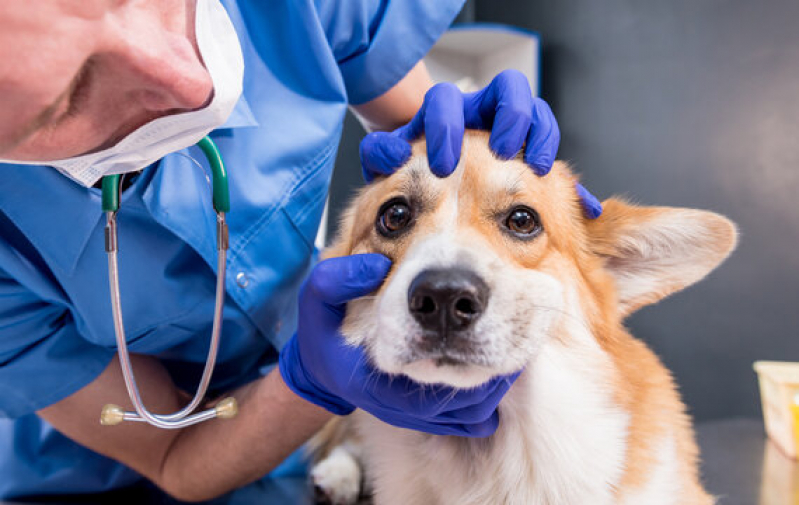 Laboratório de Patologia para Cães Telefone Cajuru - Laboratório de Patologia Clínica Veterinária