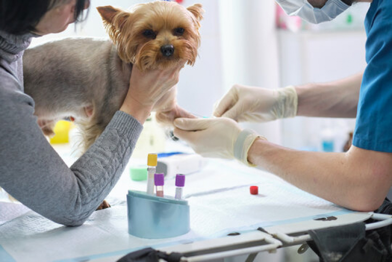 Laboratório de Patologia para Cães Jaboticabal - Laboratório de Patologia Geral Veterinária