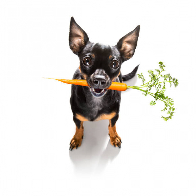Nutrição Veterinária Canina Santa Adélia - Nutrição Veterinária para Cachorros