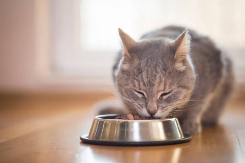Nutrição Veterinária Gatos Clínica Cravinhos - Nutrição Veterinária para Gatos