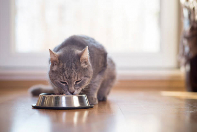 Nutrição Veterinária Gatos Restinga - Nutrição Veterinária Animal