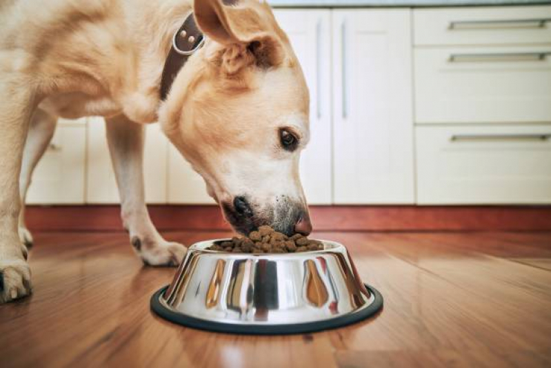 Nutrição Veterinária para Animais Agendar Monte Alto - Nutrição Veterinária Canina