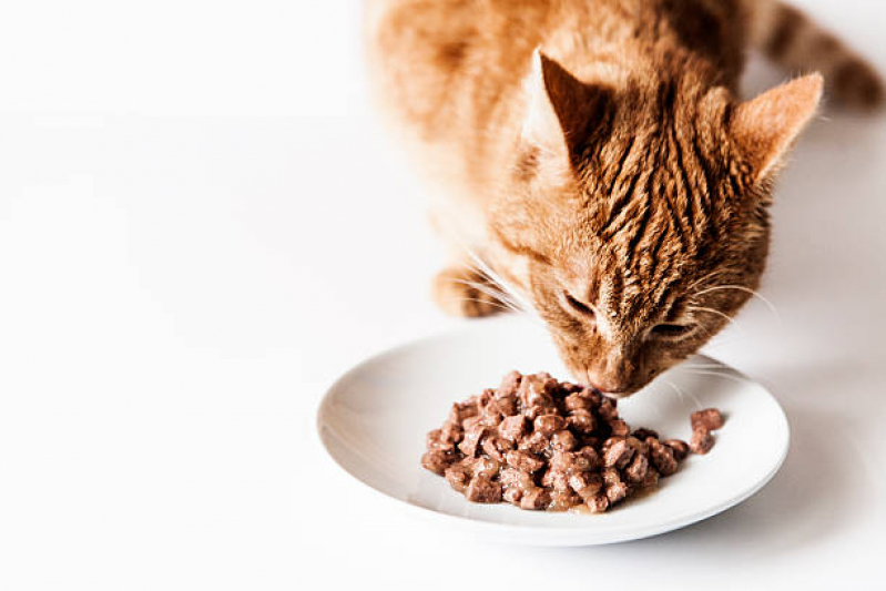 Nutrição Veterinária para Cachorro Clínica Cravinhos - Nutrição Veterinária para Gatos