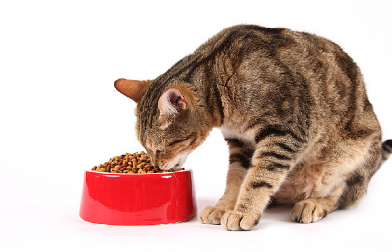 Nutrição Veterinária para Gatos Porto Ferreira - Nutrição Animal Veterinária