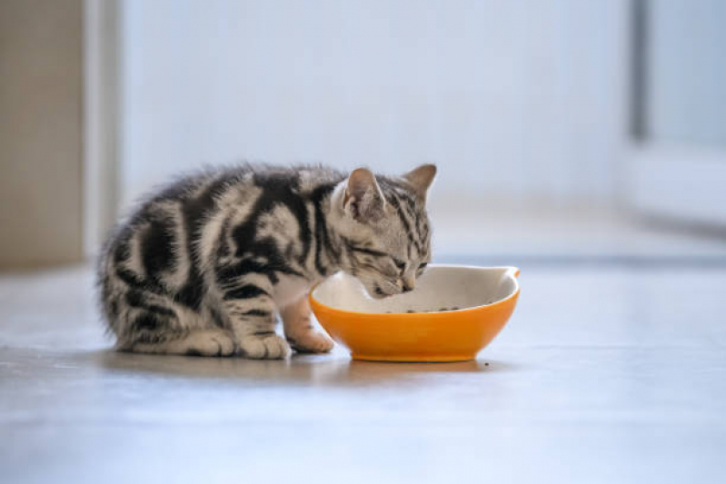 Nutrição Veterinária Parenteral Cravinhos - Nutrição Veterinária para Gatos