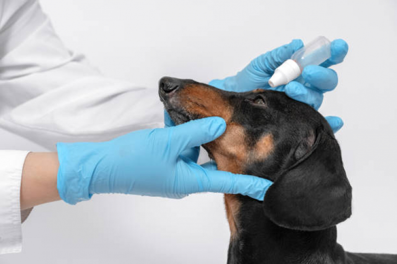 Oftalmologia Animal Restinga - Oftalmologista Canino