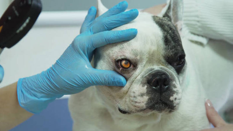 Oftalmologista para Cães e Gatos Agendar Santa Lúcia - Oftalmologia Veterinária