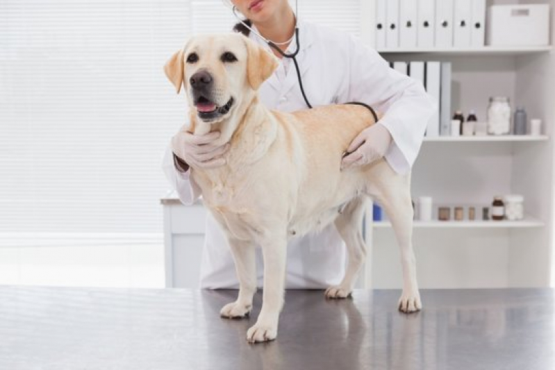Oncologia Animal Clínica Santa Cruz da Esperança - Oncologia em Cães