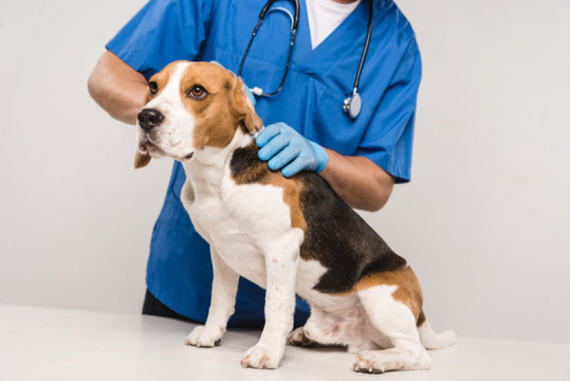 Oncologia Cães de Grande Porte Clínica Jardim San Leandro - Oncologia de Animais