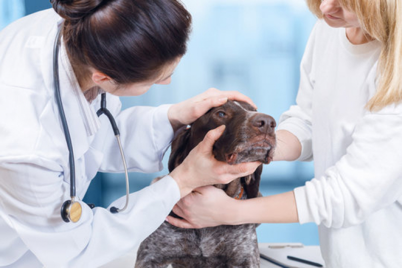 Oncologia Cães de Grande Porte Guaíra - Oncologia para Animais de Pequeno Porte