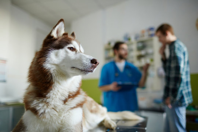 Oncologia de Animais Agendar Patrocínio - Oncologia em Cães