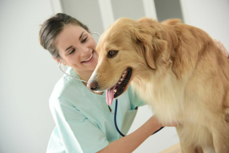 Oncologia de Cachorro Morro Agudo - Oncologia para Cachorros
