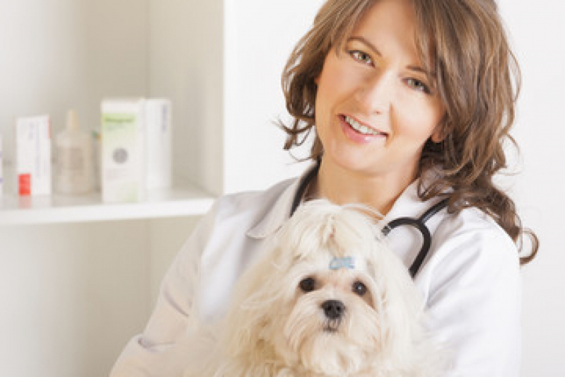 Oncologia em Cães Patrocínio - Oncologia para Cachorros