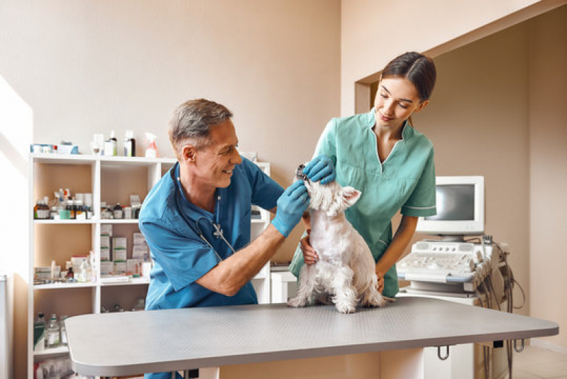 Oncologia para Animais Mococa - Oncologia de Cachorro