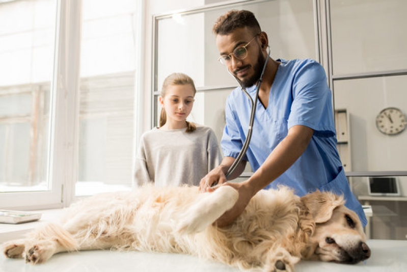 Oncologia para Cachorro Agendar São Simão - Oncologia para Animais de Pequeno Porte